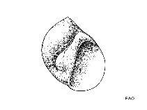 Pomam_u1.gif