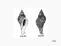 Pucol_u1.gif