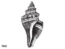 Pumor_u0.gif