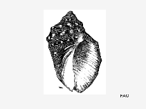 Pupan_u1.gif