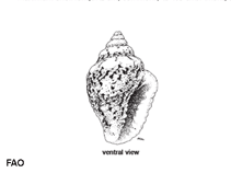 Pyscr_u0.gif