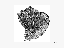 Rarap_u1.gif