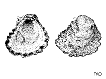 Sacuc_u3.gif
