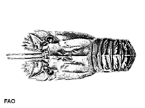 Scbat_u0.gif