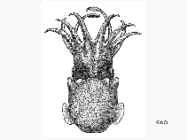 Sekoc_u1.gif