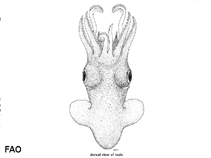 Setri_m0.gif