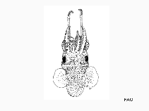 Setri_u1.gif