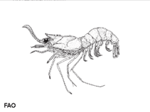 Soalf_u0.gif