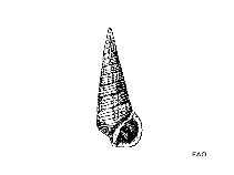 Tepal_u1.gif