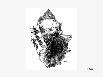 Thacu_u1.gif