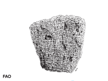 Tumus_u0.gif