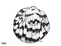 Tupec_u0.gif
