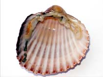 Acacu_u2.jpg