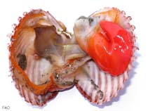 Acacu_u3.jpg