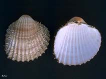 Acacu_u4.jpg