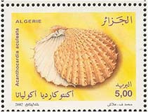 Acacu_u5.jpg