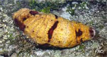 Acaga_u0.jpg