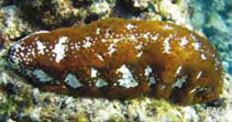 Acmau_u4.jpg