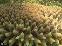 Acmil_u4.jpg