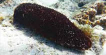 Acmil_u9.jpg