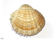 Acpau_u0.jpg
