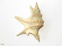 Appes_u0.jpg