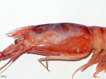 Arant_m1.jpg