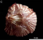 Batri_u0.jpg