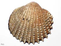 Caech_u0.jpg