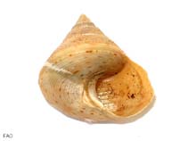 Cagra_u4.jpg