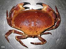 Capag_u1.jpg