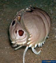 Caphi_u3.jpg