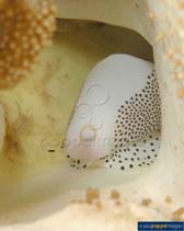 Caver_u3.jpg
