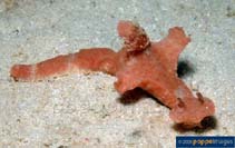 Cegra_u3.jpg