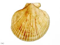 Chisl_u1.jpg