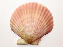 Chope_u0.jpg