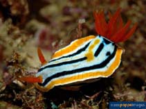 Chqua_u6.jpg