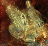 Clobl_u0.jpg