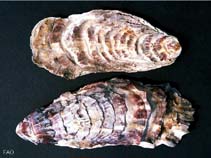 Crgig_u0.jpg