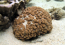 Cymic_u5.jpg
