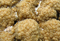 Cymic_u6.jpg