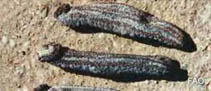 Hocin_u0.jpg