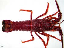 Janov_u0.jpg