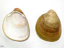 Laobl_u0.jpg