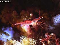 Lyset_u1.jpg