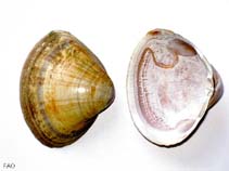 Macor_u0.jpg