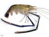 Maros_u0.jpg