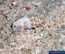 Otnod_u0.jpg
