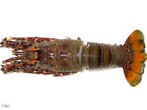 Pagra_u0.jpg