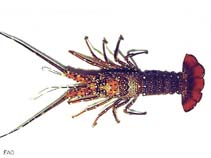Palon_u0.jpg